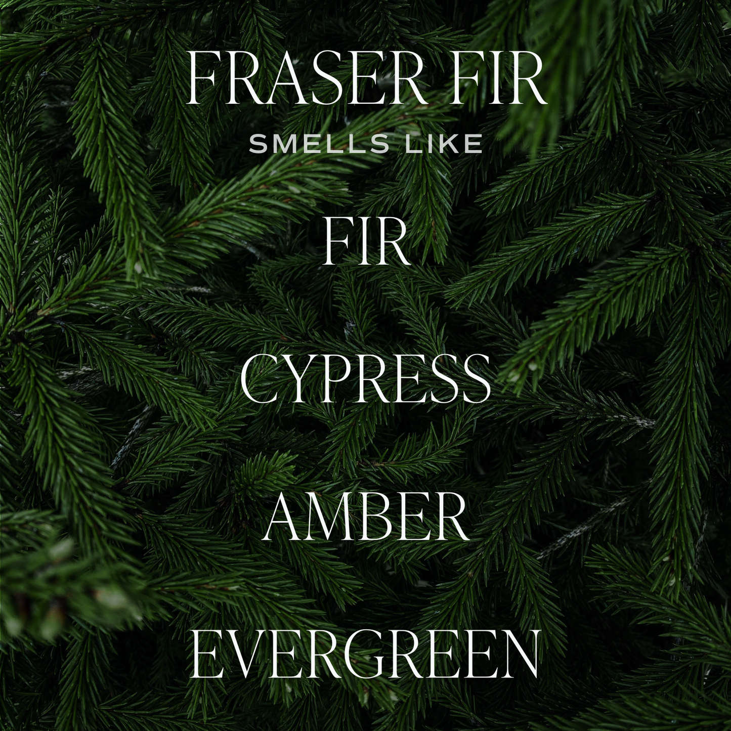 Fraser Fir Hanging Air Freshener | Non- Toxic